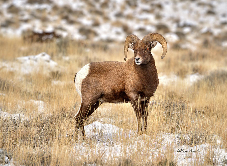 Winter Bighorn Ram 15 Photograph by Roger Snyder