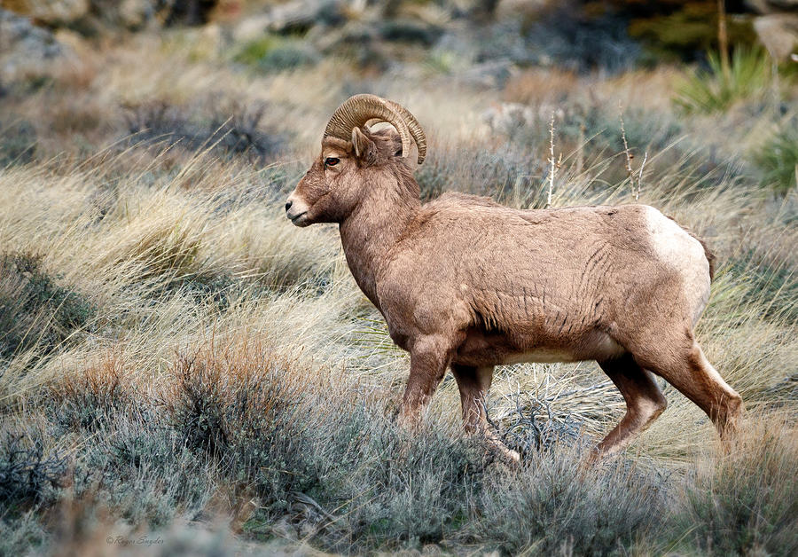 Winter Bighorn Ram 9 Photograph by Roger Snyder