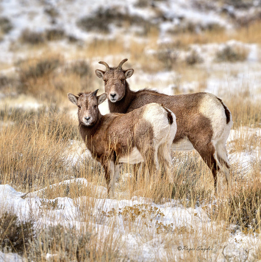 Winter Bighorn Sheep 16 Photograph by Roger Snyder