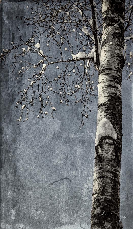 Nature Photograph - Winter Birch by Allyson Schwartz