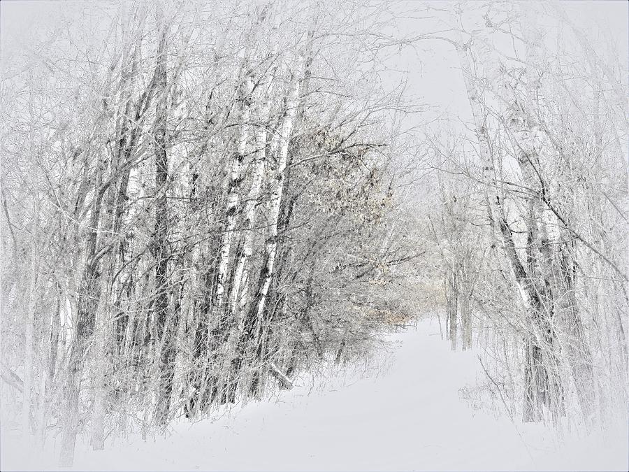 Tree Photograph - Winter Birch  by Lori Frisch