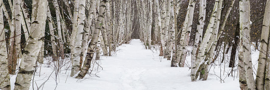 Winter Birch Path Panorama Photograph by White Mountain Images