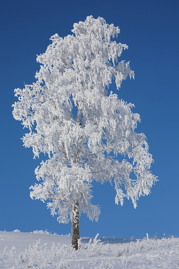 Winter Birch Tree Photograph by Luvo