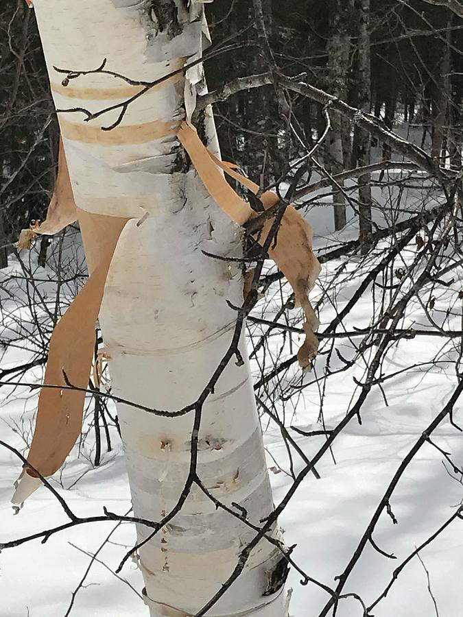 Winter Birch Unraveling  Photograph by Judy Dimentberg