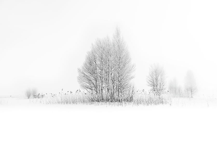 Winter Birches... Photograph by Nina Pauli