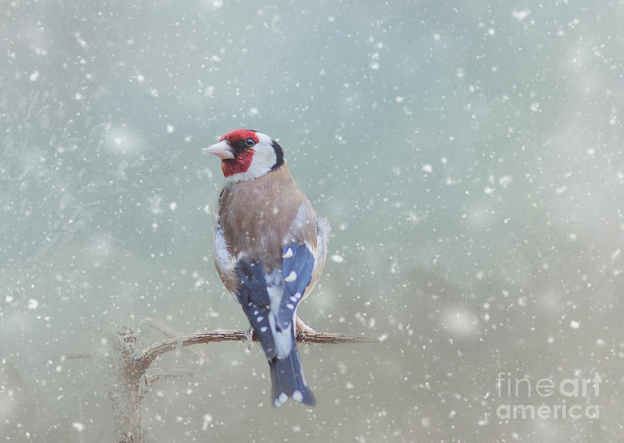 Winter Mixed Media - Winter Bird by Eva Lechner