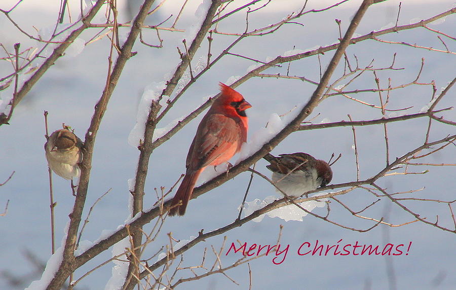 Winter Photograph - Winter Birds Christmas by Rosanne Jordan
