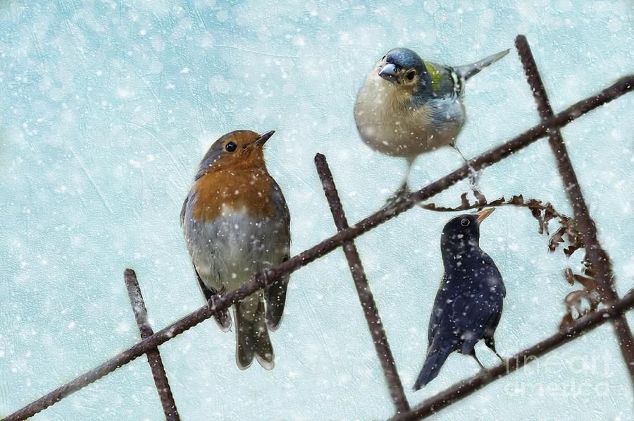 Winter Birds Mixed Media by Eva Lechner