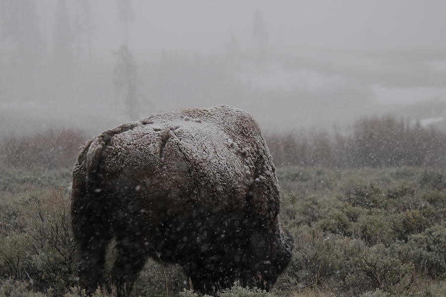 Winter bison in Yellowstone Photograph by C Ribet