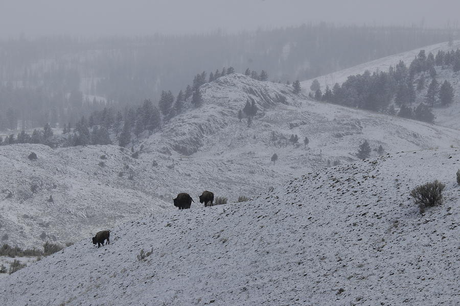Winter bison landscape in Yellowstone Photograph by C Ribet