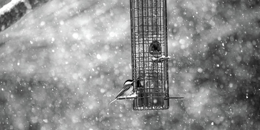 Bird Photograph - Winter Blessing Chickadee by Betsy Knapp Bird Photograph - Winter Blessing Chickadee by Betsy Knapp