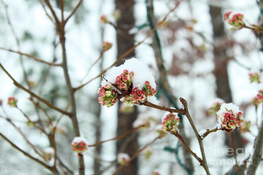 Winter Blossoms Photograph By Maili Page