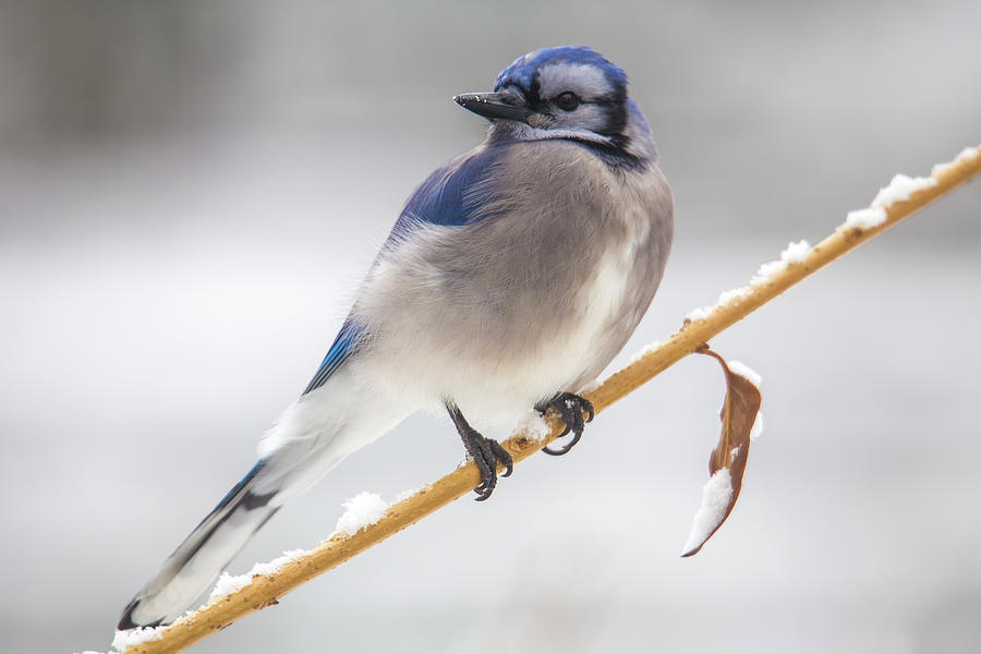 Winter Blue Jay Photograph by White Mountain Images