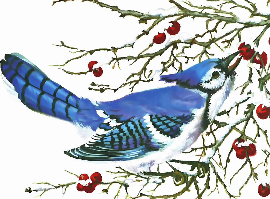 Winter Blue Jay by D Hackett Winter Blue Jay by D Hackett