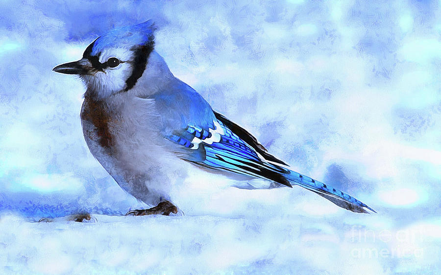 Winter Bluejay   ..digital painting Painting by Elaine Manley