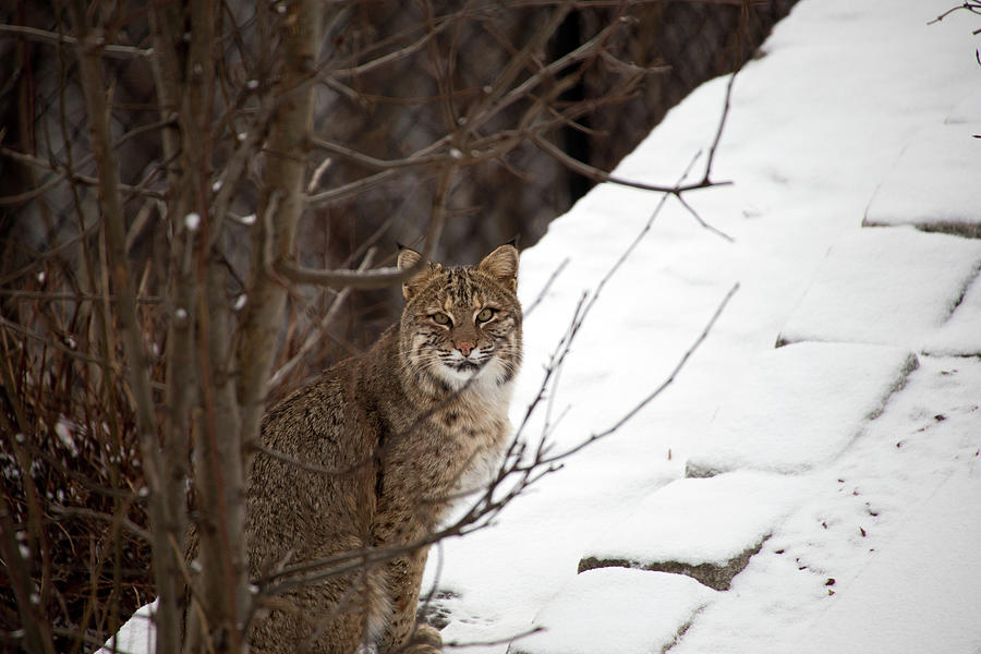 Winter Bobcat Photograph by Karol Livote