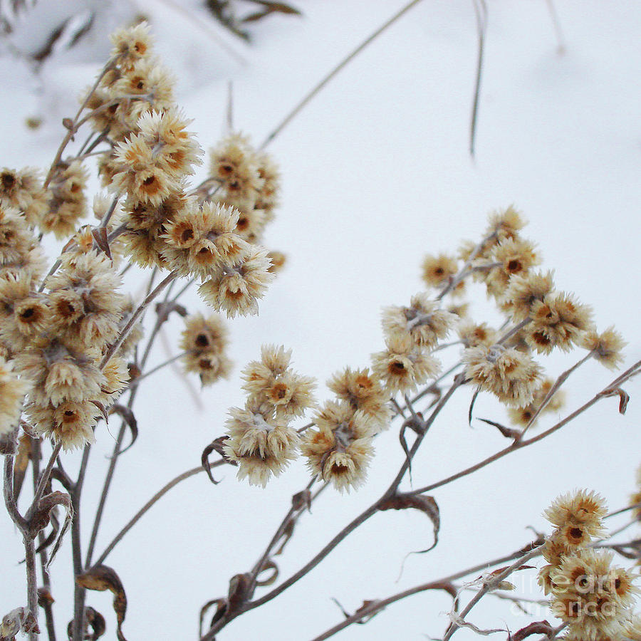 Winter Botanical 6 Photograph by Amy E Fraser