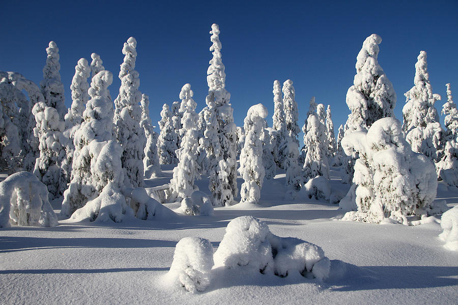 Winter Photograph by Bror Johansson