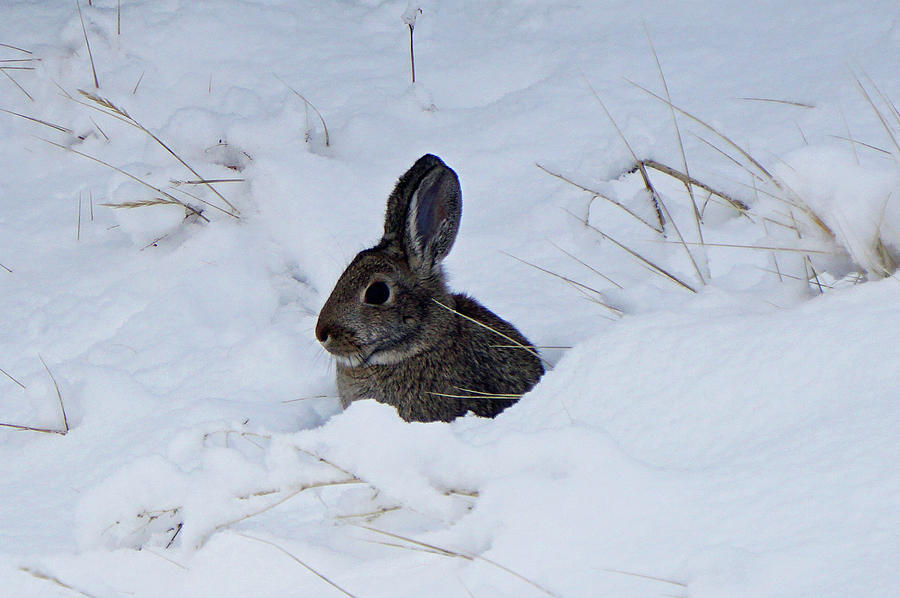 Winter Bunny Photograph by Erica Wolff - Fine Art America