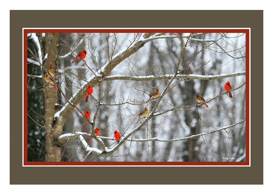 Winter Cardinals Photograph by Billy Grimes