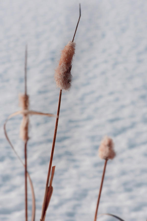Snow Photograph - Winter Cattails by Phil And Karen Rispin