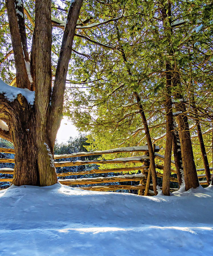 Winter Cedars 3 Photograph