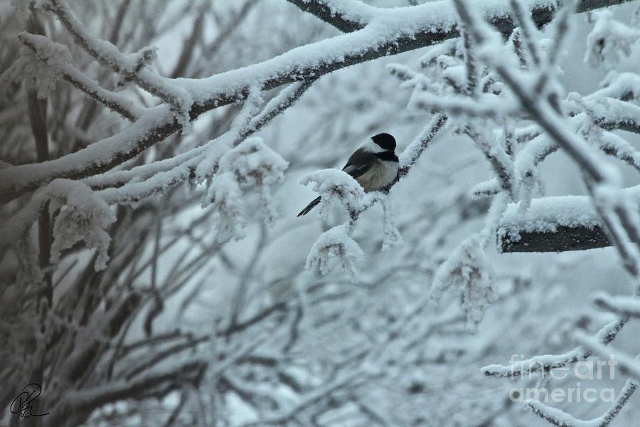 Winter Chickadee Photograph by Ann E Robson