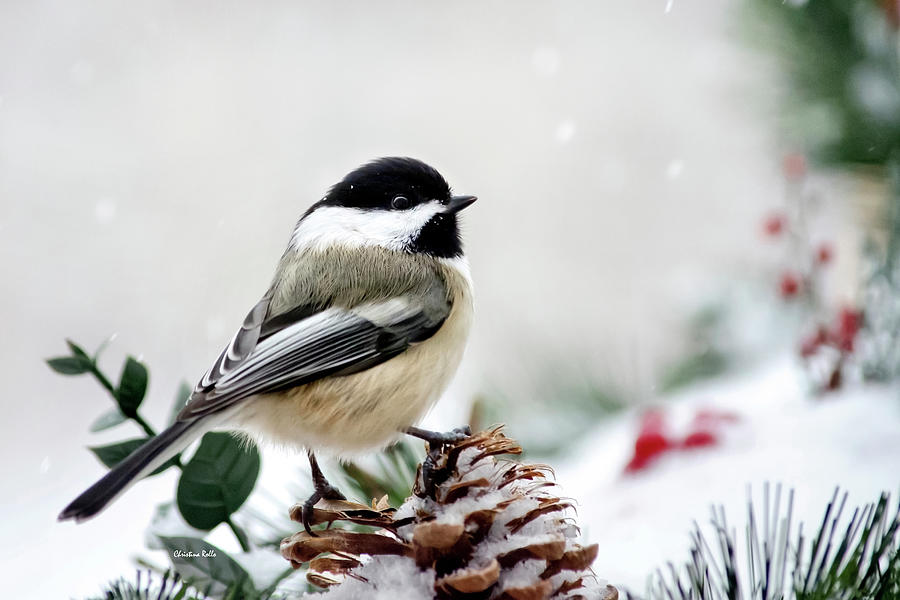 Chickadee Photograph - Winter Chickadee by Christina Rollo Chickadee Photograph - Winter Chickadee by Christina Rollo