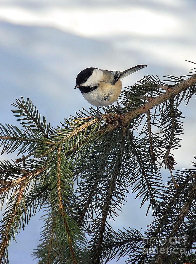 Winter Chickadee Photograph by Elaine Manley