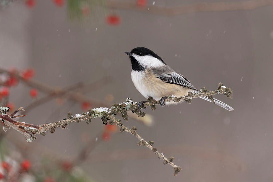 Winter Chickadee Photograph by Lisa Allard - Fine Art America