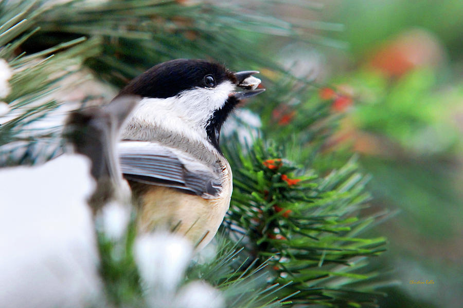 Winter Chickadee With Seed Photograph by Christina Rollo