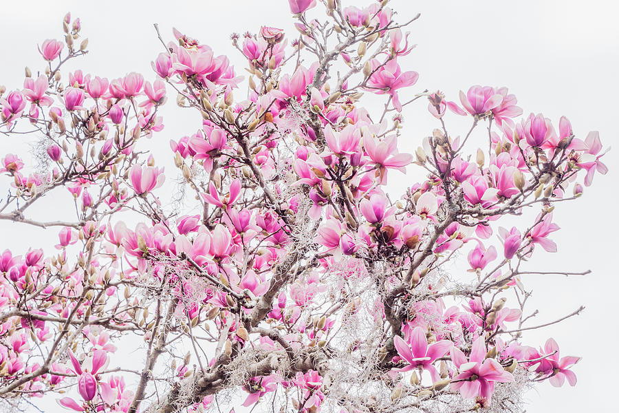 Winter Color by Christina Cone Winter Color by Christina Cone