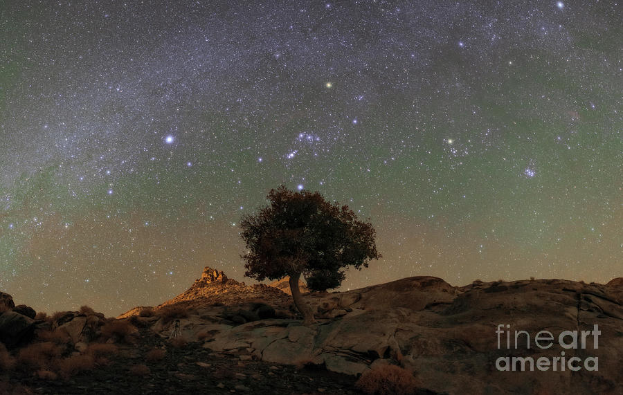 Winter Constellations Over A Tree Photograph by Amirreza Kamkar / Science Photo Library