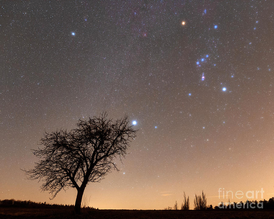Winter Constellations Over Tree Photograph by Amirreza Kamkar / Science Photo Library