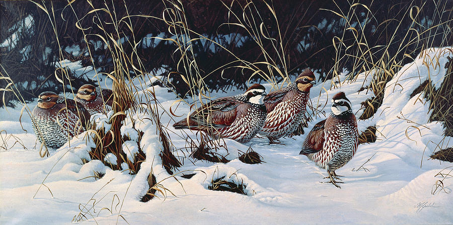 Animal Painting - Winter Covey - Quail by Wilhelm Goebel