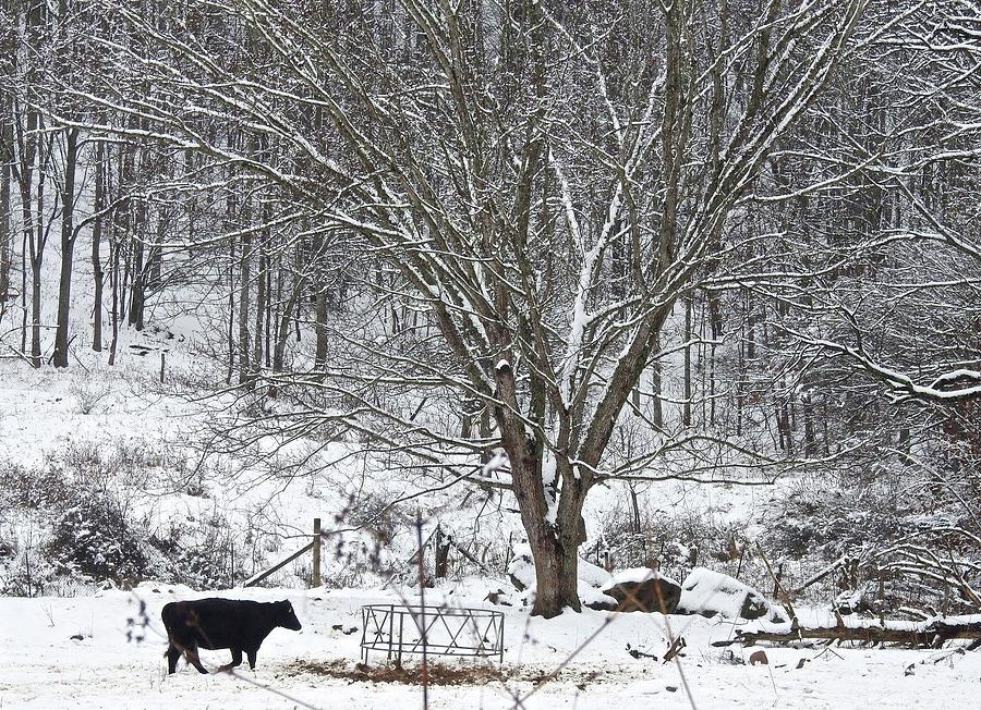 Winter Cow and Tree Photograph by Kathy Chism