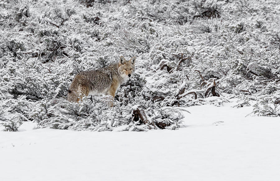 Winter Coyote Photograph by Ronnie And Frances Howard