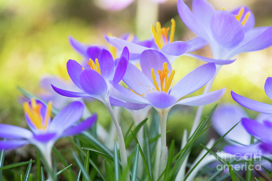 Winter Crocus Photograph by Tim Gainey