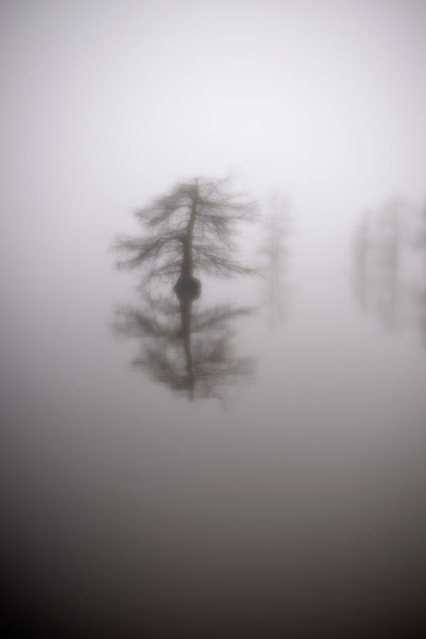 Winter Cypress Photograph