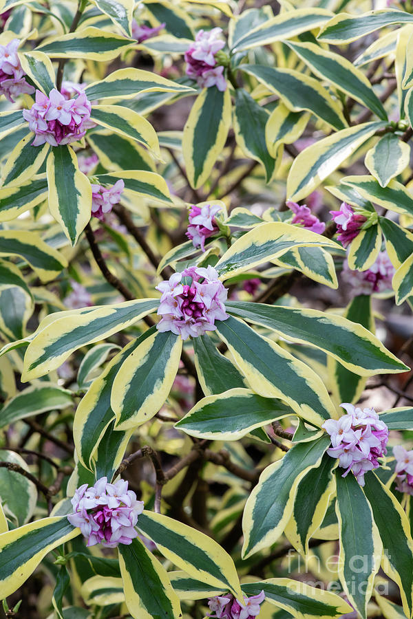 Winter Daphne in Flower Photograph by Tim Gainey