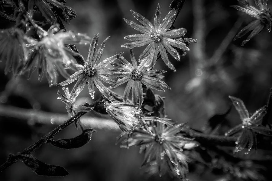 Winter Death In Black and White Photograph by Greg and Chrystal Mimbs