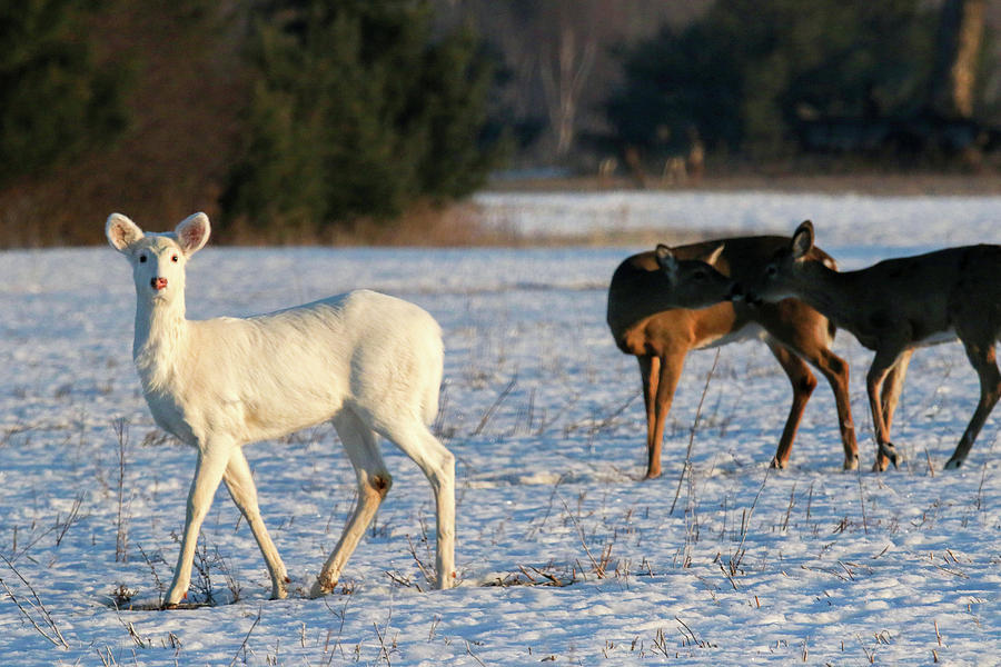 Winter Deer Photograph by Brook Burling