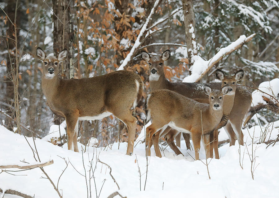 Winter Deer Photograph by Duane Cross