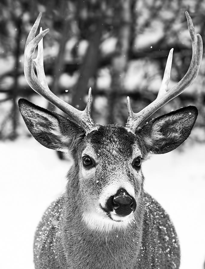 Nature Photograph - Winter Deer by Mircea Costina