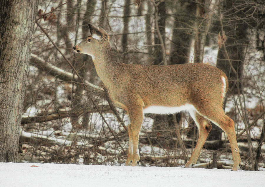 Deer Photograph - Winter Doe by JAMART Photography