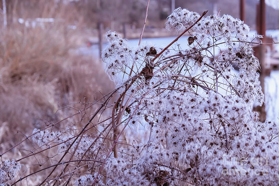 Winter  dry flowers Photograph by Marina Usmanskaya
