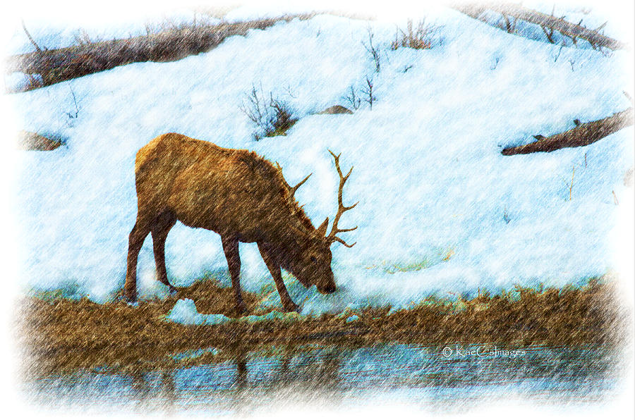 Winter Elk by River Mixed Media by Kae Cheatham