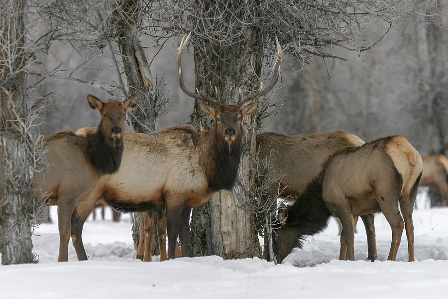 Winter Elk Photograph by Ronnie And Frances Howard