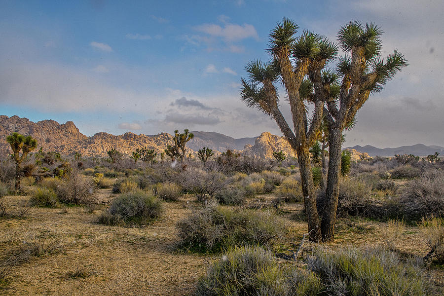 Winter Evening at Joshua Tree Photograph by Matthew Irvin - Pixels