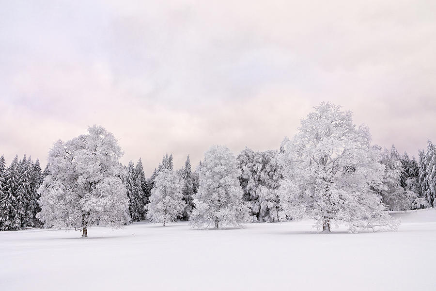 Winter fairy tale, part 3 Photograph by Dominique Dubied